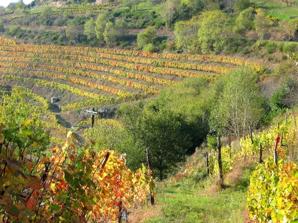 La route des vins - Entraygues-sur-Truyère - Le Fel, 