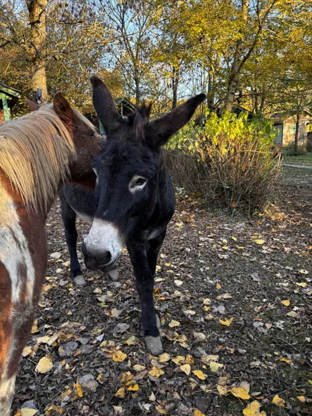 , camping le Plô Aveyron