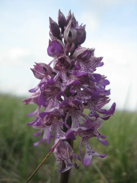 Aire de pique-nique à la Novis, Office de Tourisme des Causses à l'Aubrac