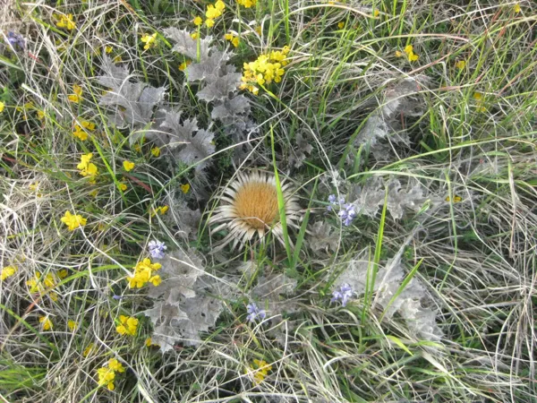 Aire de pique-nique à la Novis, Office de Tourisme des Causses à l'Aubrac