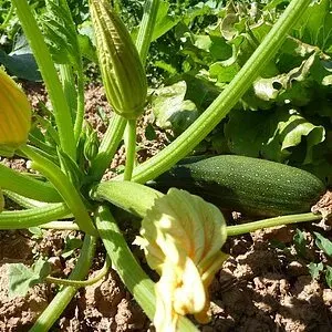 Maraichage et Plants de légumes, OFFICE DE TOURISME AVEYRON SEGALA