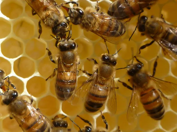 Apiculture, la ferme du Puech Deltour
