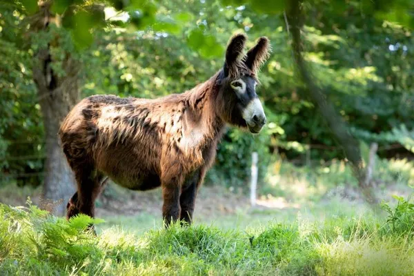 Les Ânesses du Jaoul, OFFICE DE TOURISME AVEYRON SEGALA