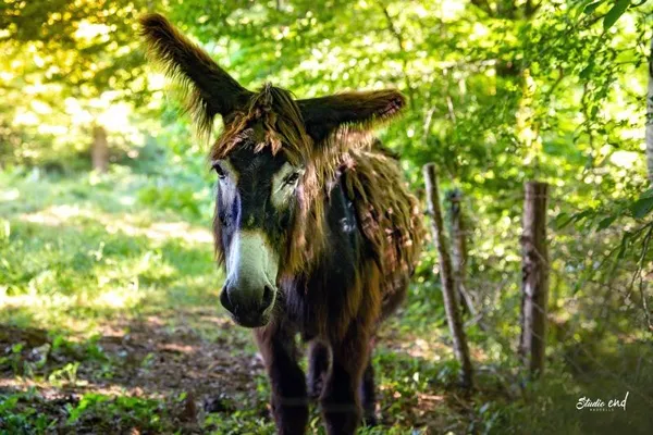 Les Ânesses du Jaoul, les Anesses du Jaoul