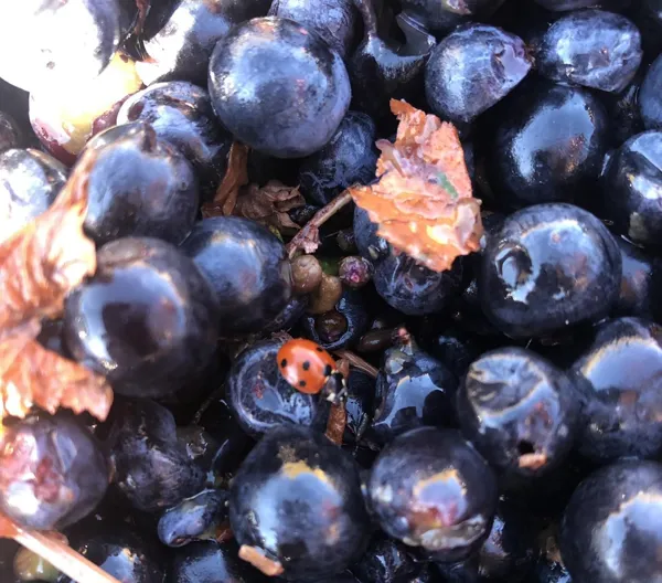 Domaine de Bias, OFFICE DE TOURISME PAYS DU ROQUEFORT