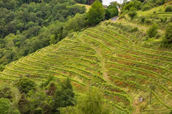 Domaine Albespy, OT Terres d'Aveyron