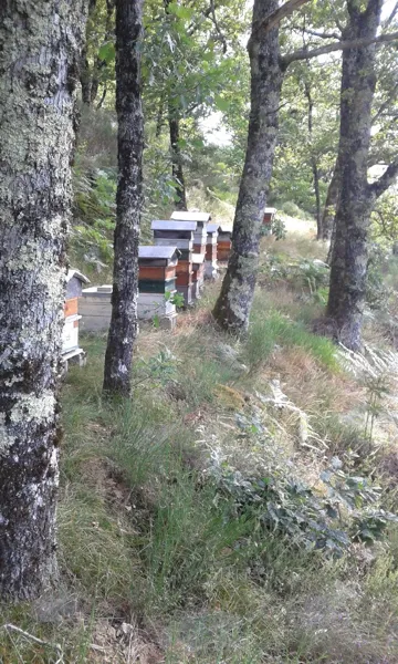 Le Rucher du Carladez, Le Rucher du Carladez