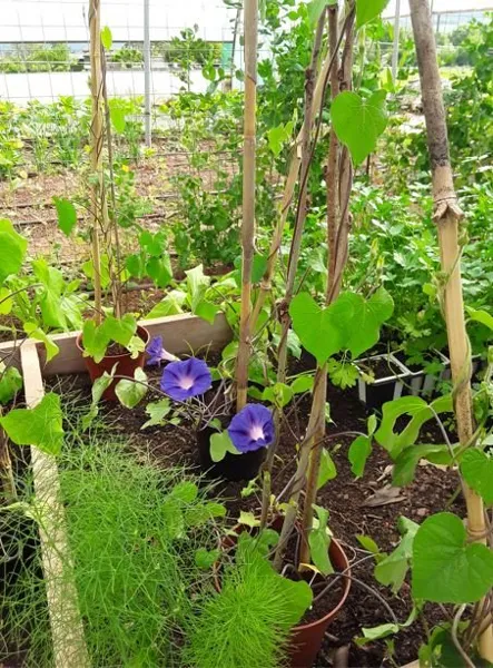 Au potager du Dourdou, ROQUEFORT TOURISME