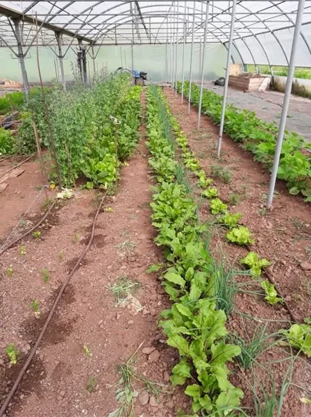 Au potager du Dourdou, ROQUEFORT TOURISME