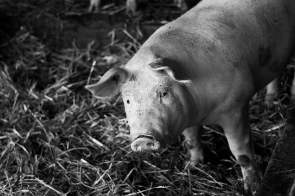 SAS des Trois Pastres - La Charcuterie de Ma Grand-Mère, paysansducoin