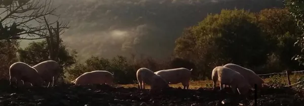 Pays' en Direct vos producteurs de saveurs, OFFICE DE TOURISME DU GRAND RODEZ