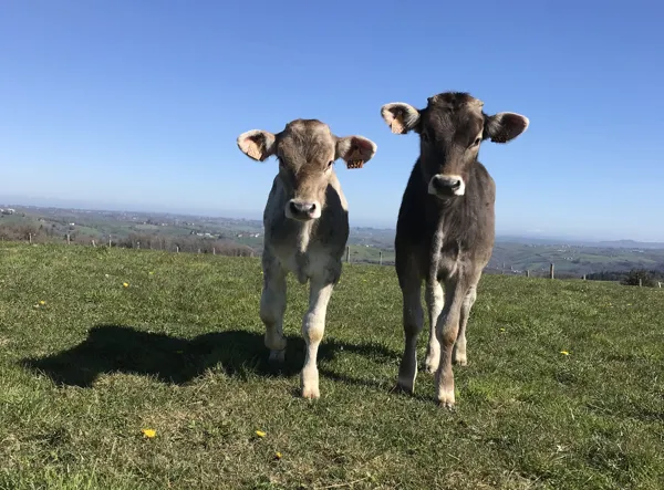 Gaec du Bez, GAEC DU BEZ
