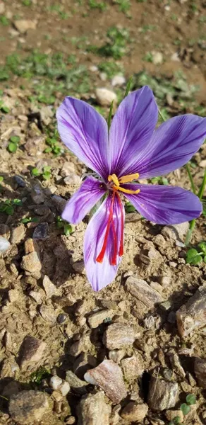 Domaine du Ségala, Domaine du Ségala