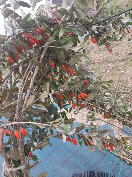 Domaine du Ségala, Domaine du Ségala