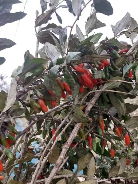 Domaine du Ségala, Domaine du Ségala