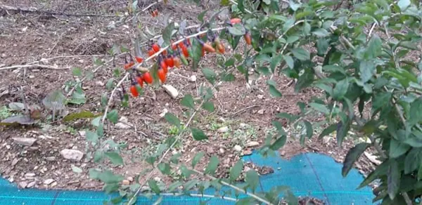 Domaine du Ségala, Domaine du Ségala