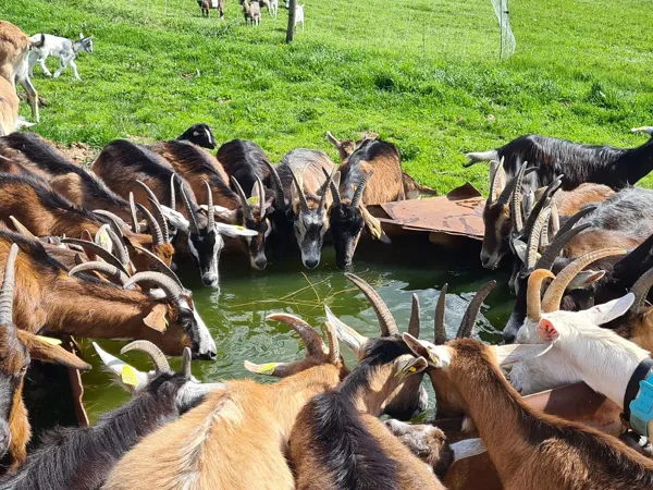Cabri'oles et compagnie, OFFICE DE TOURISME PAYS DU ROQUEFORT