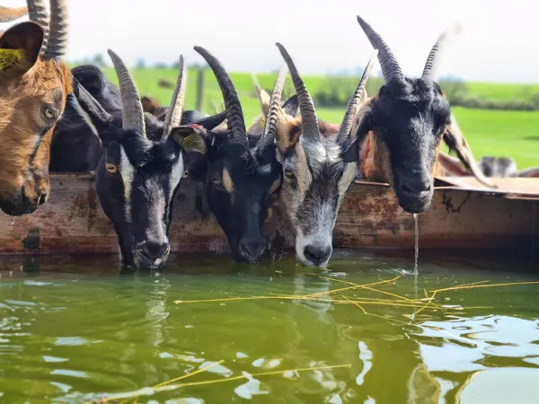 Cabri'oles et compagnie, OFFICE DE TOURISME PAYS DU ROQUEFORT