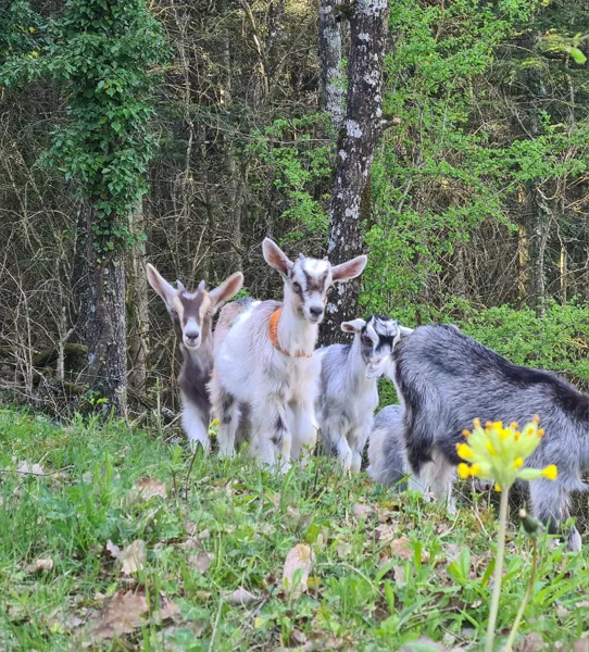 Cabri'oles et compagnie, OFFICE DE TOURISME PAYS DU ROQUEFORT