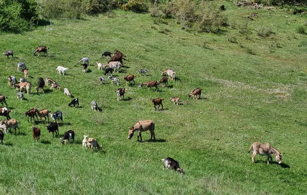 Cabri'oles et compagnie, OFFICE DE TOURISME PAYS DU ROQUEFORT