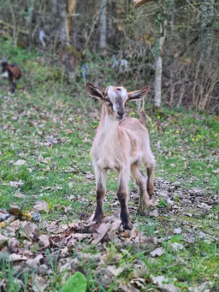 Cabri'oles et compagnie, OFFICE DE TOURISME PAYS DU ROQUEFORT
