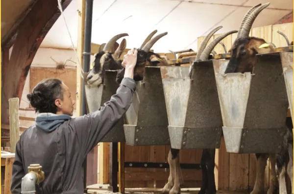 , Cabrioles et compagnies