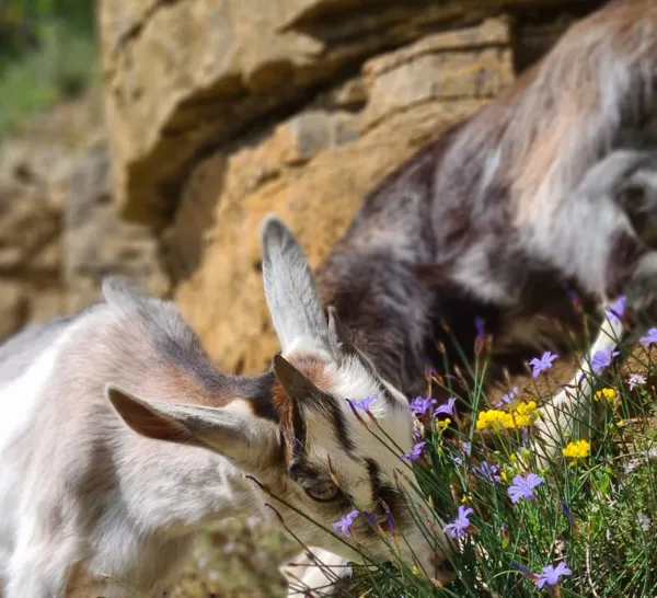 , Cabrioles et compagnies