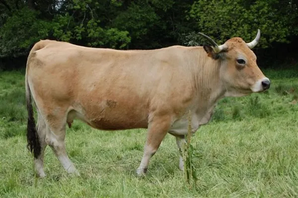 Vache Aubrac, Alain Fournier - H12G005806 (Groupes)
