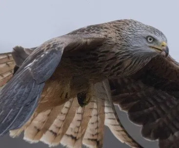 Balade naturaliste - Ballet aérien dans le ciel du Rougier