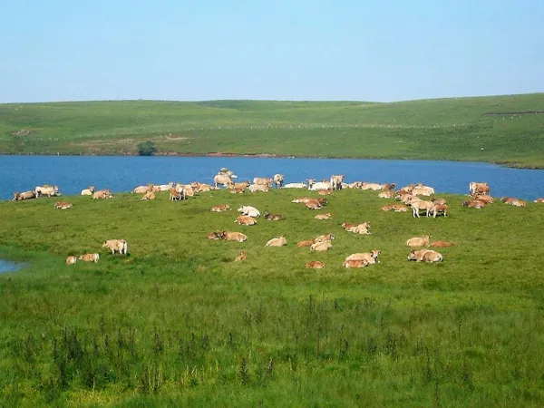 , troupeau de vaches sur l'Aubrac