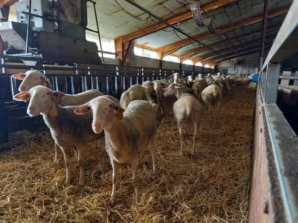 Visite de ferme Aqui Ba Pla !
