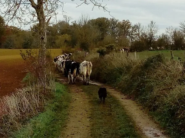 nos vaches en promenade