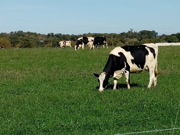 vaches aux prés