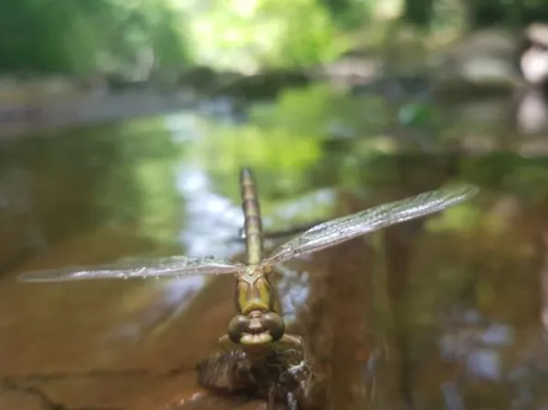 Sortie nature les pieds dans l'eau