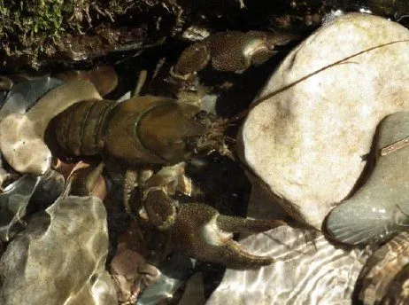 Sortie nature les pieds dans l'eau