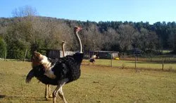 La Ferme Aux Saveurs d'Autre Foie, 