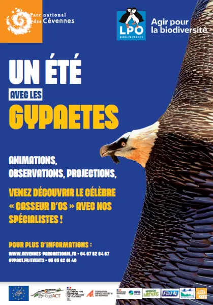 Observation du gypaète barbu avec la LPO Aveyron