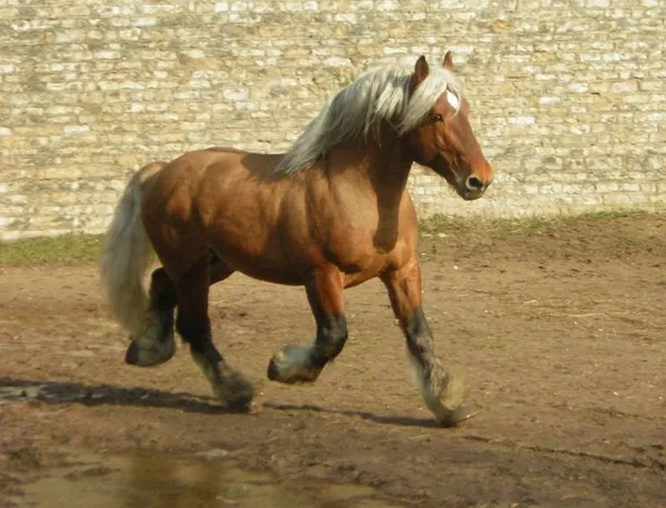 Concours de Chevaux de Trait Modèle et Allure