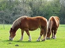 Cheval de trait Breton