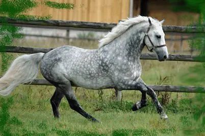 Cheval de trait Percheron