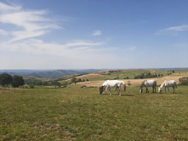 Balades d'Olt à l'Aubrac