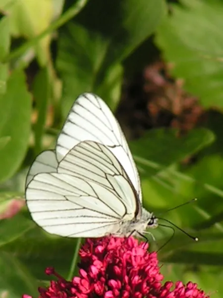 Randonnée : le circuit de Bel-Air, OFFICE DE TOURISME DU CANTON DE MUR DE BARREZ