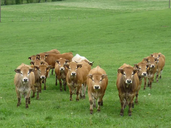 Randonnée : Le village templier de Nigresserre, OFFICE DE TOURISME DU CANTON DE MUR DE BARREZ