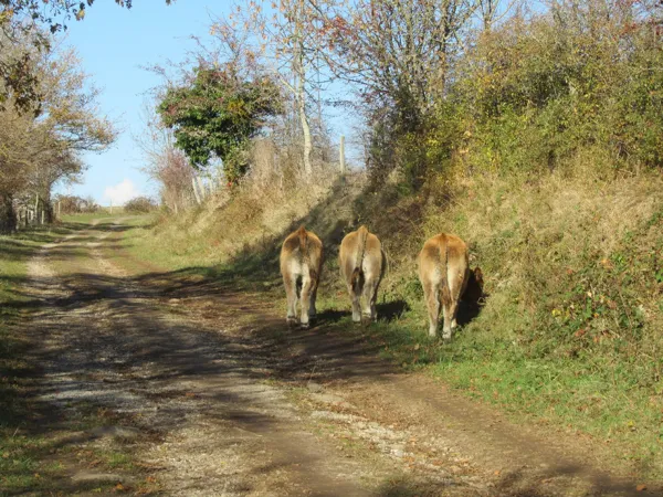 Lande de Mayrinhac, OFFICE DE TOURISME DU CANTON DE MUR DE BARREZ