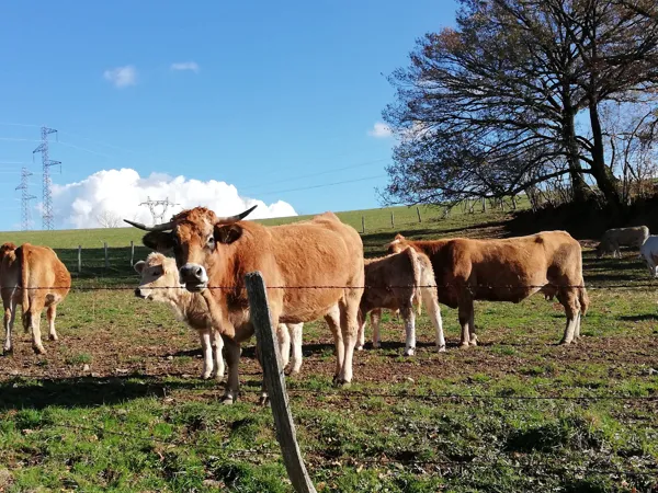 Lande de Mayrinhac, OFFICE DE TOURISME DU CANTON DE MUR DE BARREZ