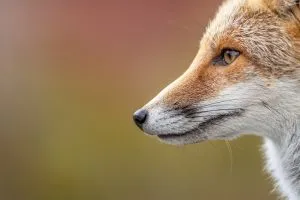 Exposition photos : les rinals del aubrac - Romain MONLONG