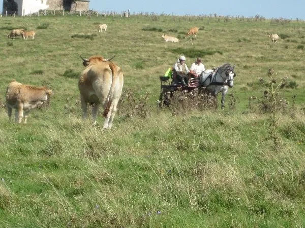 Ecole d'attelage de l'Aubrac, Nicolas PERRAIN