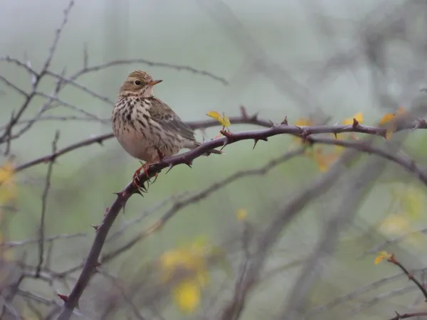 Sortie LPO : Les oiseaux migrateurs, sédentaires et hivernants