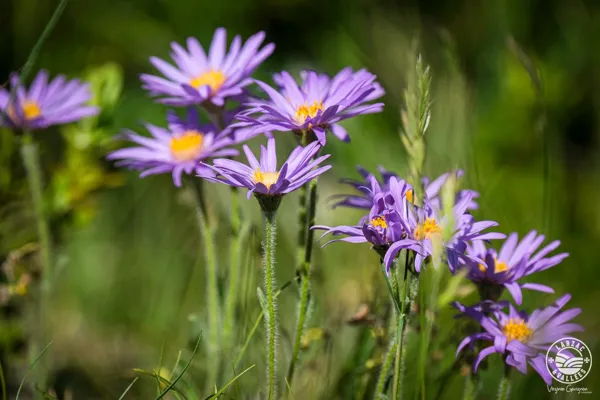 Aster des Cévennes, © V. Govignon - OT LV