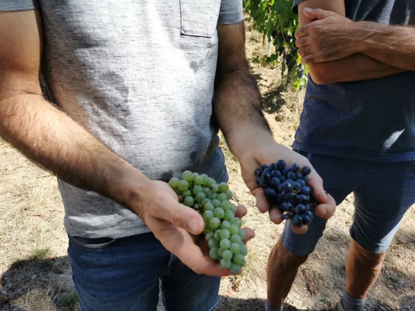 Domaine le Verdus (copie), OFFICE DE TOURISME de CONQUES-MARCILLAC